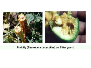 Fruit fly (Bactrocera cucurbitae) on Bitter gourd
 