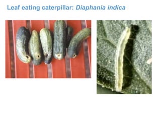 Leaf eating caterpillar: Diaphania indica
 