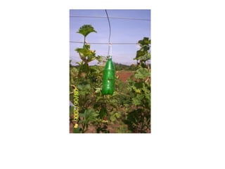 Cue lure trap for fruit fly, B. cucurbitae
 