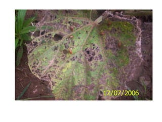 pumpkin beetle, Aulacophora foveicollis
 