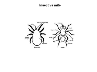 Insect vs mite
 