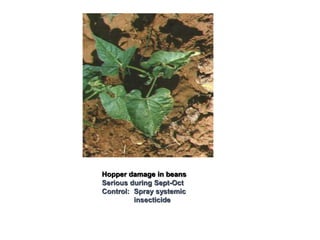 Hopper damage in beans
Serious during Sept-Oct
Control: Spray systemic
insecticide
 