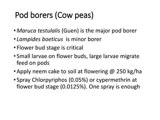 Pod borers (Cow peas)
•Maruca testulalis (Guen) is the major pod borer
•Lampides boeticus is minor borer
•Flower bud stage is critical
•Small larvae on flower buds, large larvae migrate
feed on pods
•Apply neem cake to soil at flowering @ 250 kg/ha
•Spray Chlorpyriphos (0.05%) or cypermethrin at
flower bud stage (0.0125%). One spray is enough
 