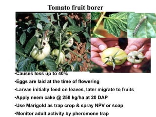 •Causes loss up to 40%
•Eggs are laid at the time of flowering
•Larvae initially feed on leaves, later migrate to fruits
•Apply neem cake @ 250 kg/ha at 20 DAP
•Use Marigold as trap crop & spray NPV or soap
•Monitor adult activity by pheromone trap
Tomato fruit borer
 