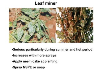 Leaf miner
•Serious particularly during summer and hot period
•Increases with more sprays
•Apply neem cake at planting
•Spray NSPE or soap
 