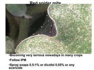 Red spider mite
•Becoming very serious nowadays in many crops
•Follow IPM
•Spray soaps 0.5-1% or dicofol 0.05% or any
acaricide
 