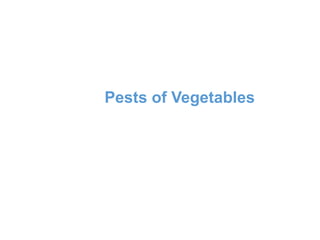 Pests of Vegetables
 