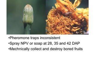 •Pheromone traps inconsistent
•Spray NPV or soap at 28, 35 and 42 DAP
•Mechnically collect and destroy bored fruits
 
