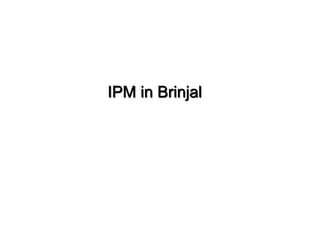 IPM in Brinjal
 