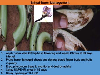 Brinjal Borer Management
1. Apply neem cake 250 kg/ha at flowering and repeat 2 times at 30 days
interval
2. Prune borer damaged shoots and destroy bored flower buds and fruits
regularly
3. Erect pheromone traps to monitor and destroy adults
4. Spray NSPE 4% once in 15 days
5. Spray rynaxypyr “ 0.3 ml/l
 