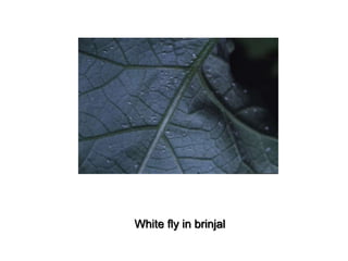 White fly in brinjal
 