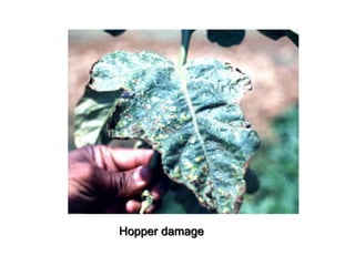 Hopper damage
 