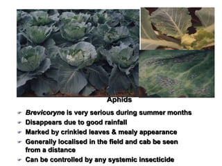 Aphids
 Brevicoryne is very serious during summer months
 Disappears due to good rainfall
 Marked by crinkled leaves & mealy appearance
 Generally localised in the field and cab be seen
from a distance
 Can be controlled by any systemic insecticide
 