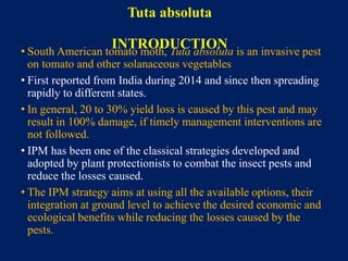 Tuta absoluta
INTRODUCTION• South American tomato moth, Tuta absoluta is an invasive pest
on tomato and other solanaceous vegetables
• First reported from India during 2014 and since then spreading
rapidly to different states.
• In general, 20 to 30% yield loss is caused by this pest and may
result in 100% damage, if timely management interventions are
not followed.
• IPM has been one of the classical strategies developed and
adopted by plant protectionists to combat the insect pests and
reduce the losses caused.
• The IPM strategy aims at using all the available options, their
integration at ground level to achieve the desired economic and
ecological benefits while reducing the losses caused by the
pests.
 