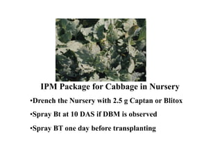 IPM Package for Cabbage in Nursery
•Drench the Nursery with 2.5 g Captan or Blitox
•Spray Bt at 10 DAS if DBM is observed
•Spray BT one day before transplanting
 