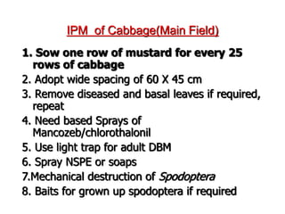 IPM of Cabbage(Main Field)
1. Sow one row of mustard for every 25
rows of cabbage
2. Adopt wide spacing of 60 X 45 cm
3. Remove diseased and basal leaves if required,
repeat
4. Need based Sprays of
Mancozeb/chlorothalonil
5. Use light trap for adult DBM
6. Spray NSPE or soaps
7.Mechanical destruction of Spodoptera
8. Baits for grown up spodoptera if required
 