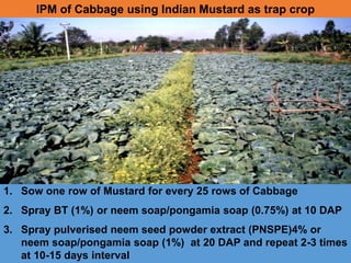 IPM of Cabbage using Indian Mustard as trap crop
1. Sow one row of Mustard for every 25 rows of Cabbage
2. Spray BT (1%) or neem soap/pongamia soap (0.75%) at 10 DAP
3. Spray pulverised neem seed powder extract (PNSPE)4% or
neem soap/pongamia soap (1%) at 20 DAP and repeat 2-3 times
at 10-15 days interval
 