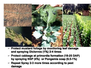  Protect mustard foliage by monitoring leaf damage
and spraying Diclorvos (1%) 2-4 times
 Protect cabbage at primordia formation (18-25 DAP)
by spraying NSP (4%) or Pongamia soap (0.5-1%)
 Repeat Spray 2-3 more times according to pest
damage
 