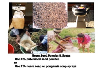 Neem Seed Powder & Soaps
Use 4% pulverised seed powder
or
Use 1% neem soap or pongamia soap sprays
 