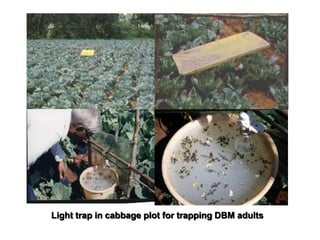 Light trap in cabbage plot for trapping DBM adults
 