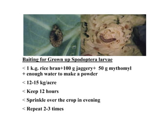 Baiting for Grown up Spodoptera larvae
< 1 k.g. rice bran+100 g jaggery+ 50 g mythomyl
+ enough water to make a powder
< 12-15 kg/acre
< Keep 12 hours
< Sprinkle over the crop in evening
< Repeat 2-3 times
 
