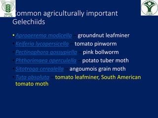 Common agriculturally important
Gelechiids
•Aproaerema modicella – groundnut leafminer
•Keiferia lycopersicella – tomato pinworm
•Pectinophora gossypiella – pink bollworm
•Phthorimaea operculella – potato tuber moth
•Sitotroga cerealella – angoumois grain moth
•Tuta absoluta – tomato leafminer, South American
tomato moth
 