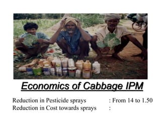 Economics of Cabbage IPM
Reduction in Pesticide sprays : From 14 to 1.50
Reduction in Cost towards sprays :
 