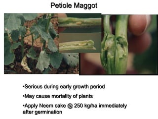 •Serious during early growth period
•May cause mortality of plants
•Apply Neem cake @ 250 kg/ha immediately
after germination
Petiole Maggot
 