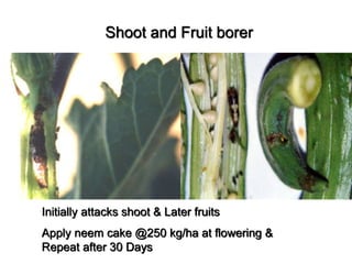 Shoot and Fruit borer
Initially attacks shoot & Later fruits
Apply neem cake @250 kg/ha at flowering &
Repeat after 30 Days
 