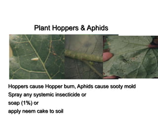 Plant Hoppers & Aphids
Hoppers cause Hopper burn, Aphids cause sooty mold
Spray any systemic insecticide or
soap (1%) or
apply neem cake to soil
 