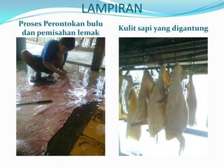 LAMPIRAN
Proses Perontokan bulu
                         Kulit sapi yang digantung
 dan pemisahan lemak
 