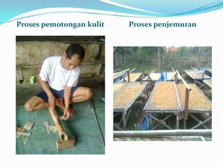 Proses pemotongan kulit   Proses penjemuran
 