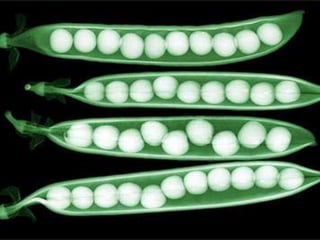 PositioningThe advertisements and commercials of iPod focused on the 'coolness' aspect as it made the viewers believe that having one would make them accepted among their peers. Analysts commented that the hype surrounding iPod was created due to its unique advertising, word of mouth publicity by the users and the look and design of the product...Since the product highly proposed at the middle to high class, therefore product will be positioned in department stores aligned with prestige products to create a strong, clear and consistent image of the product in the consumer's mind.