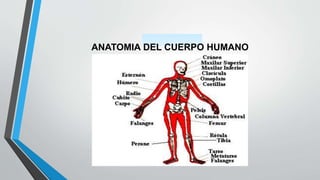 ANATOMIA DEL CUERPO HUMANO
 