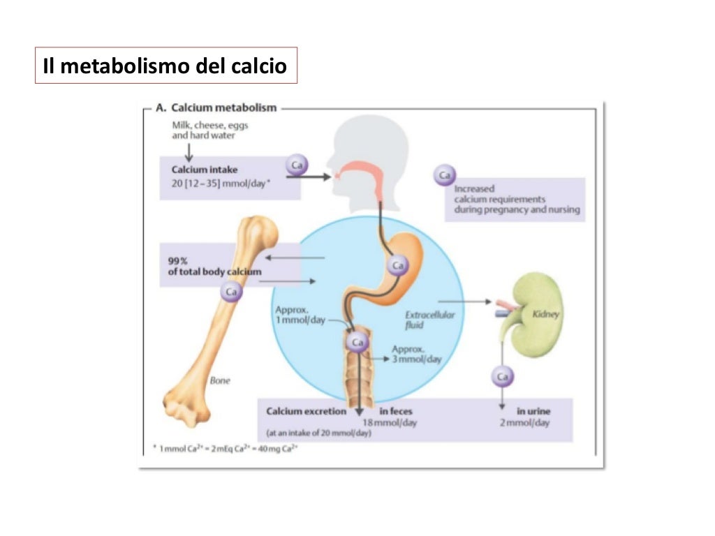 Ipoparatiroidismo Epidemiologia Forme Primaria E Secondaria Diagn Ipoparatiroidismo Epidemiologia Forme Primaria E Secondaria Diagn