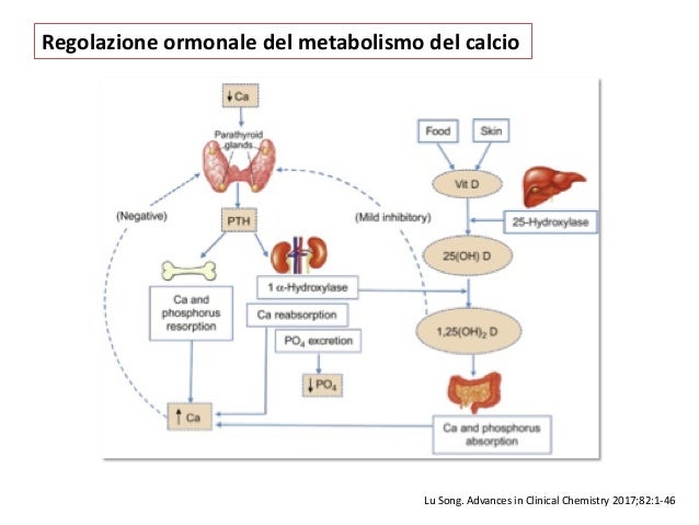 Ipoparatiroidismo Epidemiologia Forme Primaria E Secondaria Diagn Ipoparatiroidismo Epidemiologia Forme Primaria E Secondaria Diagn