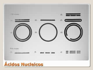Ácidos Nucleicos
 