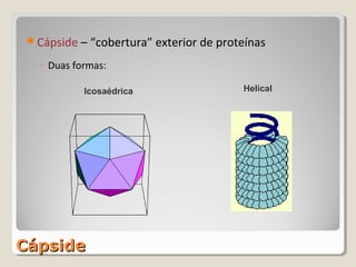 Cápside – “cobertura” exterior de proteínas

   ◦ Duas formas:

            Icosaédrica                 Helical




Cápside
 