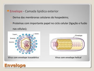Envelope - Camada lipídica exterior

   ◦ Deriva das membranas celulares do hospedeiro;

   ◦ Proteínas com importante papel no ciclo celular (ligação e fusão
     nas células);




 Vírus com envelope icosaédrico          Vírus com envelope helical


Envelope
 