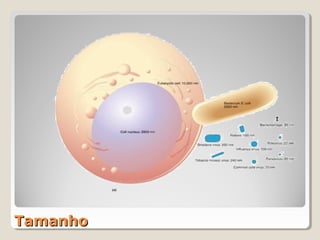 Tamanho
 