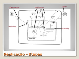Egress
   Attachment   Replication




  Uncoating
                              Assembly




Replicação - Etapas
 