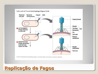 Replicação de Fagos
 