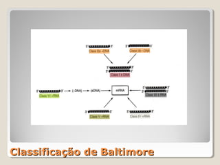 Classificação de Baltimore
 