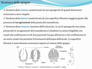 Struttura delle spugne
 Struttura detta Ascon: caratterizzate da uno spongocele di grandi dimensioni
strutturato a sacco singolo.
 Struttura detta Sycon: caratterizzate da una superficie filtrante maggiore grazie alla
presenza di invaginazioni della parete del coanoderma.
 Struttura detta Leucon: massimo dell’evoluzione, in cui lo spongocele non esiste
più perché le invaginazioni del coanoderma si chiudono in camere flagellate con
canali che confluiscono tra di loro portando l’acqua all’esterno e che confluiscono in
un unico canale che permette la fuoriuscita dell’acqua dall’osculo. La superficie
filtrante è notevolmente aumentata rispetto al volume della spugna.
 
