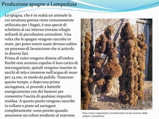 Produzione spugne a Lampedusa
La spugna, che è in realtà un animale la
cui struttura porosa viene comunemente
utilizzata per i bagni, è una specie di
scheletro al cui interno trovano rifugio
miliardi di piccolissimi animaletti. Una
volta che le spugne vengono raccolte in
mare, per poter essere usate devono subire
un processo di lavorazione che si articola
in diverse fasi.
Prima di tutto vengono distese all'ombra
finchè non avranno espulso il loro carico di
microrganismi, quindi vengono inserite in
sacchi di tela e immerse nell'acqua di mare
per 24 ore, in modo da pulirle. Trascorso
questo tempo, e dopo una prima
asciugatura, si procede a batterle
energicamente con dei bastoni per
consentire l'uscita di qualsiasi impurità
residua. A questo punto vengono raccolte
in collane e poste ad asciugare
completamente: sono pronte quando
assumono un colore tendente al marrone.
http://www.originalitaly.it/it/editoriali/a-la-lavorazione-delle-
spugne-a-lampedusa
 