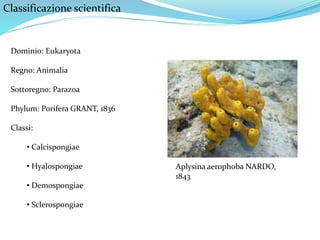 Classificazione scientifica
Dominio: Eukaryota
Regno: Animalia
Sottoregno: Parazoa
Phylum: Porifera GRANT, 1836
Classi:
• Calcispongiae
• Hyalospongiae
• Demospongiae
• Sclerospongiae
Aplysina aerophoba NARDO,
1843
 