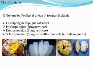 Classificazione
Il Phylum dei Poriferi si divide in tre grandi classi:
 Calcispongiae (Spugne calcaree)
 Hyalospongiae (Spugne vitree)
 Demospongiae (Spugne silicee)
 Sclerospongiae (Spugne coralline con scheletro di aragonite)
 