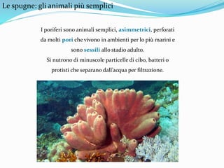 Le spugne: gli animali più semplici
I poriferi sono animali semplici, asimmetrici, perforati
da molti pori che vivono in ambienti per lo più marini e
sono sessili allo stadio adulto.
Si nutrono di minuscole particelle di cibo, batteri o
protisti che separano dall’acqua per filtrazione.
 