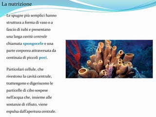 La nutrizione
Le spugne più semplici hanno
struttura a forma di vaso o a
fascio di tubi e presentano
una larga cavità centrale
chiamata spongocele e una
parte corporea attraversata da
centinaia di piccoli pori.
Particolari cellule, che
rivestono la cavità centrale,
trattengono e digeriscono le
particelle di cibo sospese
nell’acqua che, insieme alle
sostanze di rifiuto, viene
espulsa dall’apertura centrale.
 