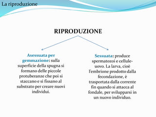 La riproduzione
RIPRODUZIONE
Asessuata per
gemmazione: sulla
superficie della spugna si
formano delle piccole
protuberanze che poi si
staccano e si fissano al
substrato per creare nuovi
individui.
Sessuata: produce
spermatozoi e cellule-
uovo. La larva, cioè
l’embrione prodotto dalla
fecondazione, è
trasportata dalla corrente
fin quando si attacca al
fondale, per svilupparsi in
un nuovo individuo.
 